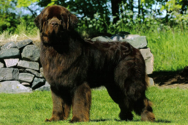 newfoundland puppies for sale newfoundland puppies for sale from reputable breeders newfoundland puppies for sale newfoundland puppies for sale from reputable breeders