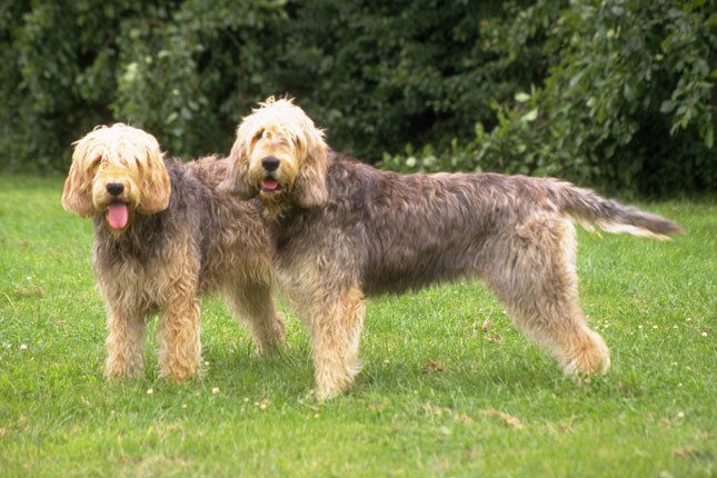 otterhound puppies for sale otterhound puppies for sale from reputable breeders otterhound puppies for sale otterhound puppies for sale from reputable breeders