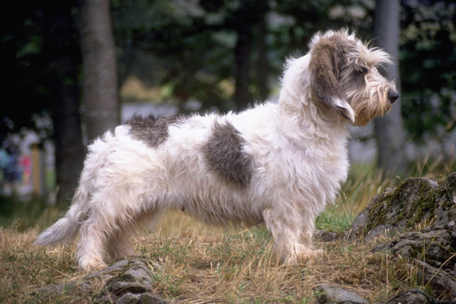 pbgv puppies for sale petit basset griffon vendeen jpg pbgv puppies for sale petit basset griffon vendeen jpg