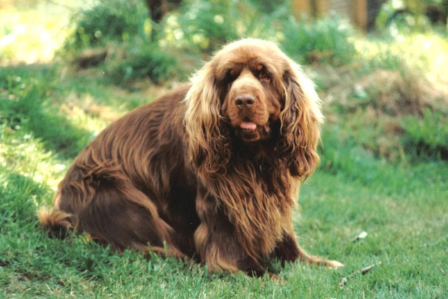 sussex spaniel puppies sussex spaniel puppies for sale from reputable breeders sussex spaniel puppies sussex spaniel puppies for sale from reputable breeders