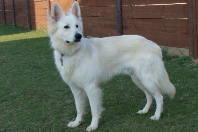 white shepherd puppies dogs for sale from reputable breeders nextdaypets white shepherd puppies dogs for sale from reputable breeders nextdaypets