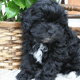 Shih-Poo - Shihpoo
