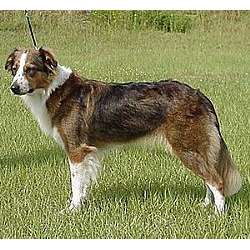 Dog House For Sale >> English Shepherd Puppies for Sale from Reputable Dog Breeders Dog House For Sale >> English Shepherd Puppies for Sale from Reputable Dog Breeders