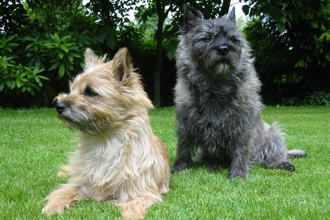 Cairn Terrier picture