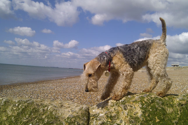 Lakeland Terrier picture