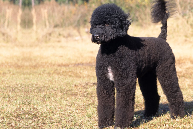 Portuguese Water Dog picture