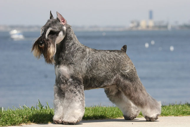 Standard Schnauzer picture