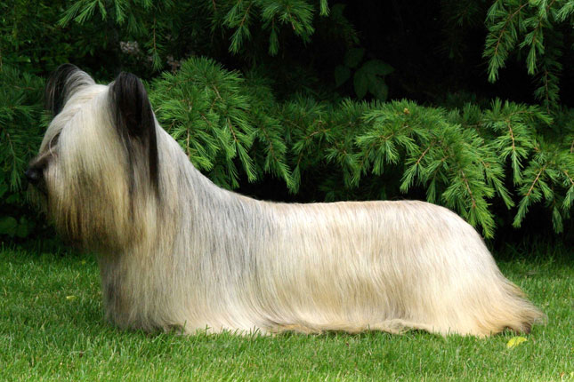 Skye Terrier picture