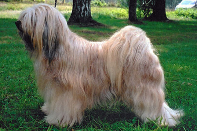 Tibetan Terrier picture