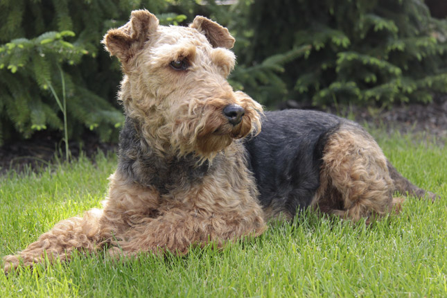 Welsh Terrier picture