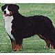 Bernese Mountain Dog