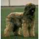 Briard