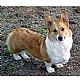 Corgi