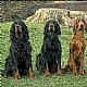 Irish Setter