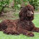 Irish Water Spaniel