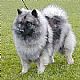 Keeshond
