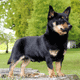 Lancashire Heeler