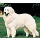 Maremma Sheepdog