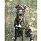 Mountain Cur