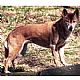New Guinea Singing Dog