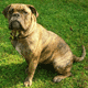 Olde English Bulldogge