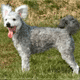 Pumi