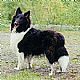 Shetland Sheepdog - Sheltie