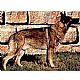 Shiloh Shepherd