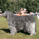 South Russian Ovcharka
