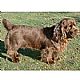 Sussex Spaniel