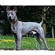 Thai Ridgeback