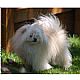 Malti Pom - Maltipom