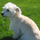 Westiepoo