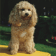 Schnoodle