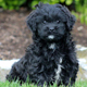 Shih-Poo - Shihpoo