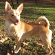 Pomchi