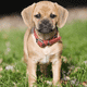 Puggle