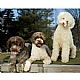 Lagotto Romagnolo