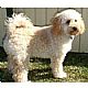 Lhasapoo