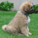 Saint Berdoodle - St. Berdoodle
