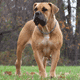 South African Boerboel
