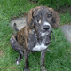 Treeing Tennessee Brindle