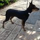 Prague Ratter