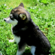Pomsky