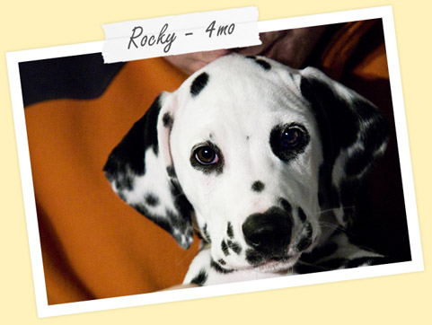 Get a quote and compare companies | Trupanion Pet Insurance