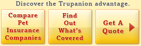 Compare Pet Insurance Companies | Find Out What's Covered | Get A Quote